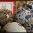 Quail Eggs at Uni Food Mart