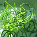 Scapes or Garlic Scapes at New 168 Market