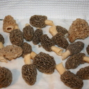 Please post your morel hunting photos!!