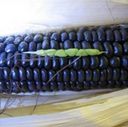 BLUE CORN 