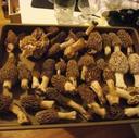 Morel Mushrooms