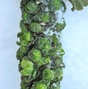 Brussels Sprouts... for Winter Garden Foodies