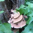 Is this mushroom edible?