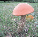 Wild Mushrooms 