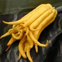 canary squid fruit